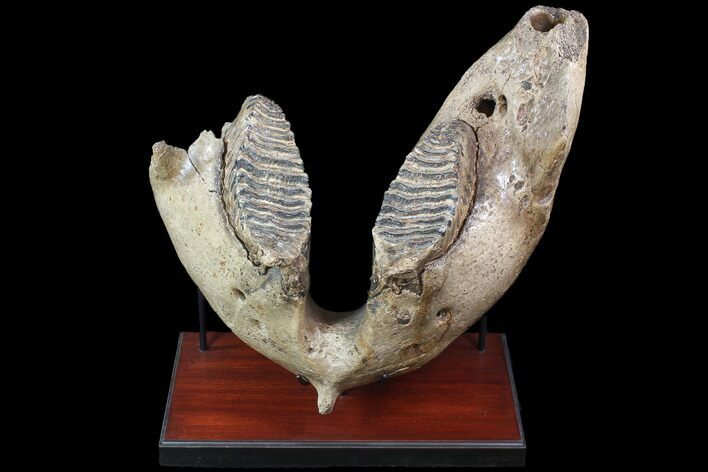 Wide Woolly Mammoth Lower Jaw With M Molars - HUGE! #87476